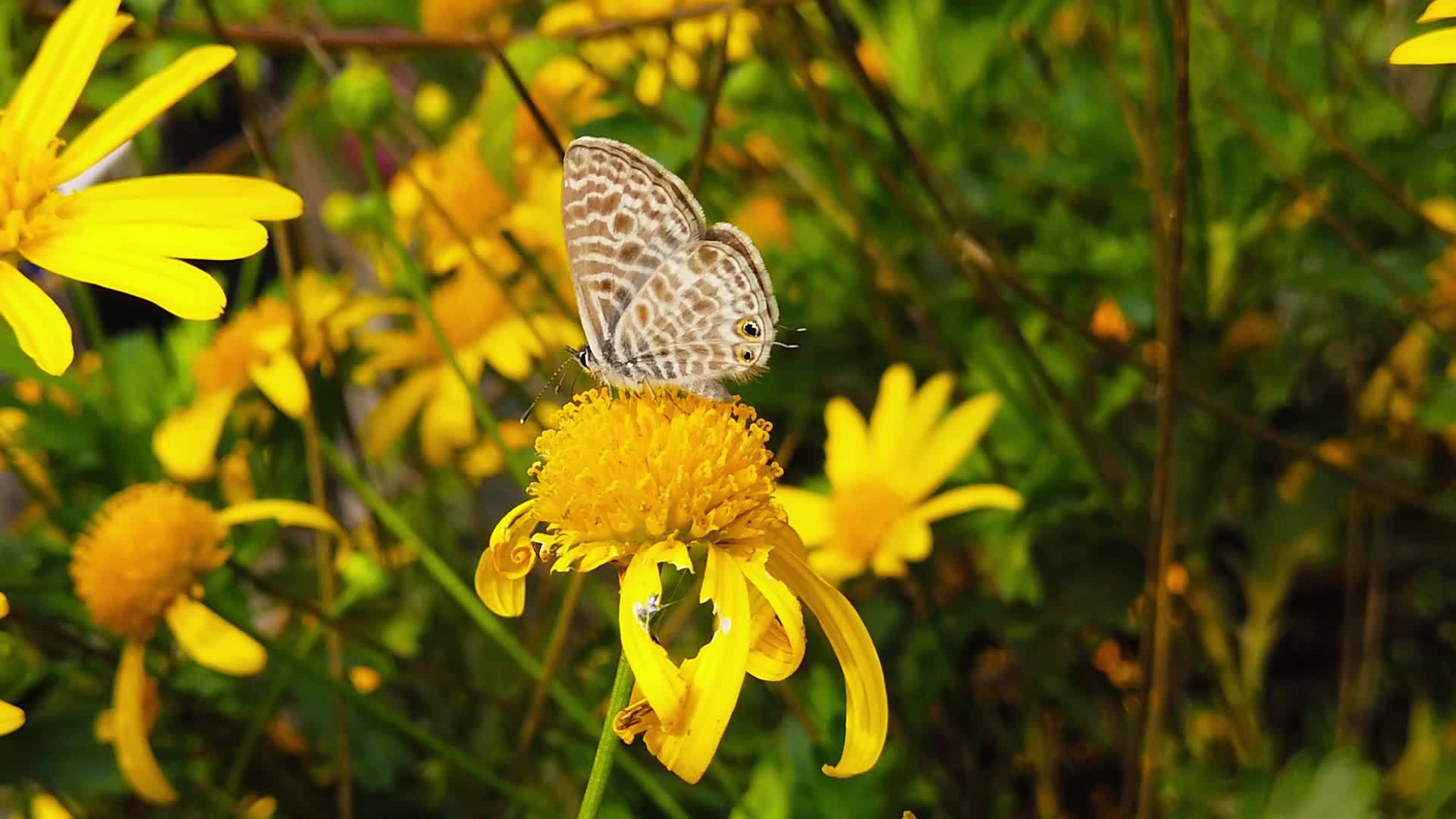 朗语短尾尾尾蓝蝴蝶在金灌木菊花10慢动作视频的预览图
