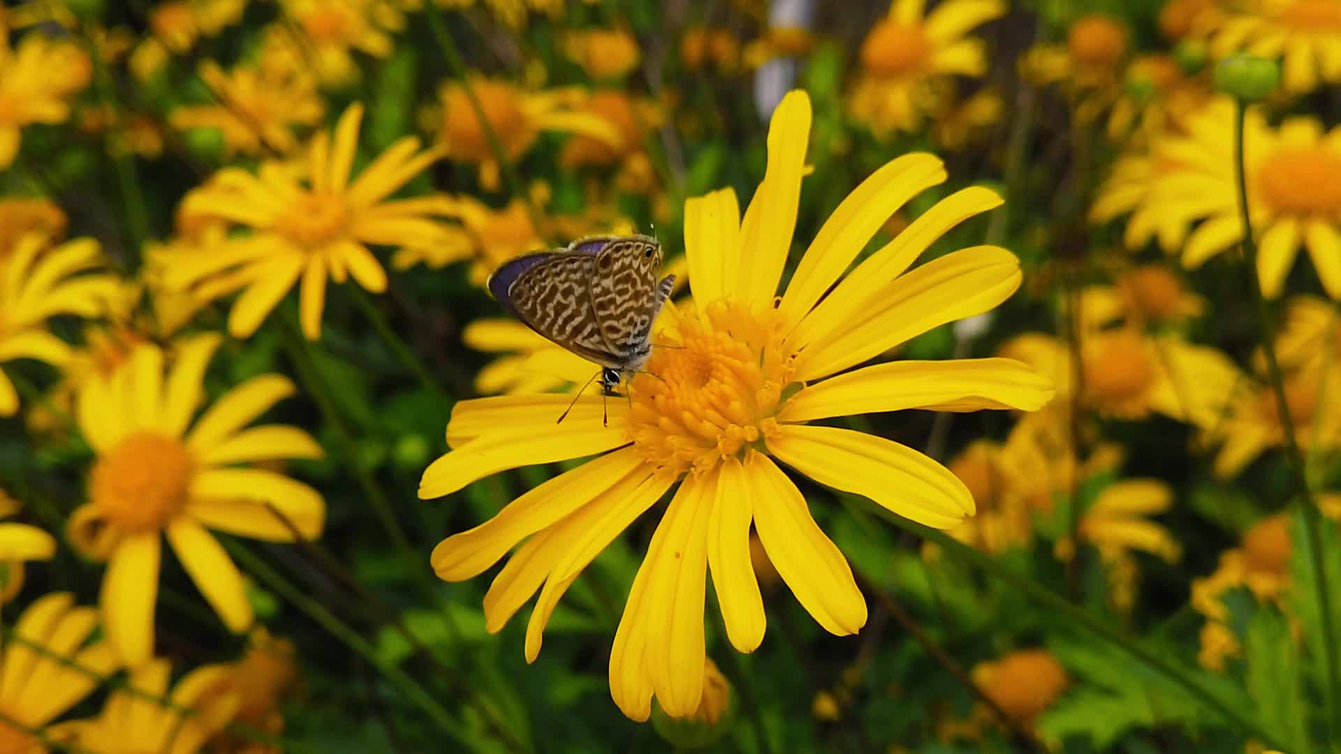 朗语短尾蓝蝴蝶在金灌木菊花03慢动作视频的预览图