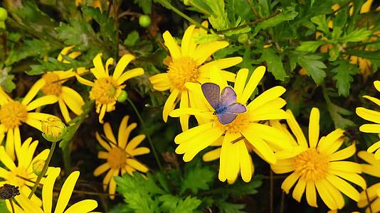 朗语短尾蓝蝴蝶在金灌木菊花9慢动作视频的预览图