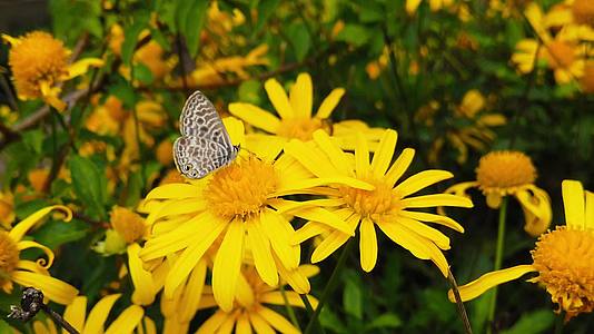 朗语短尾尾尾蓝蝴蝶在金灌木菊花16慢动作视频的预览图