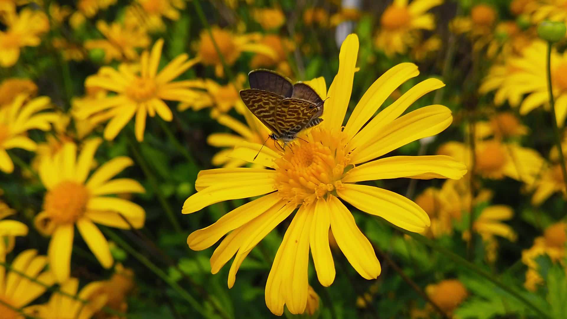 朗语短尾蓝蝴蝶在金灌木菊花2慢动作视频的预览图