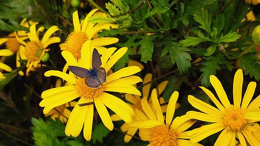 朗姆斯的短尾巴蓝蝴蝶在金色灌木乳头07慢动作视频的预览图