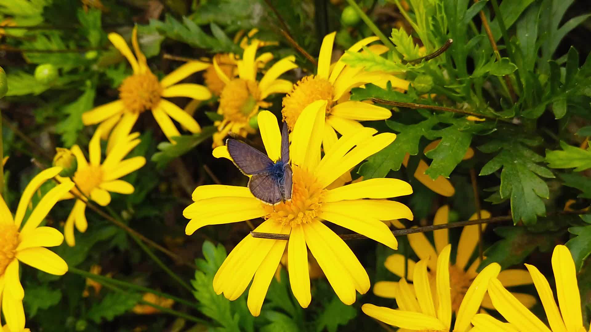 朗姆斯短尾巴蓝蝴蝶在金色灌木菊花06慢动作视频的预览图