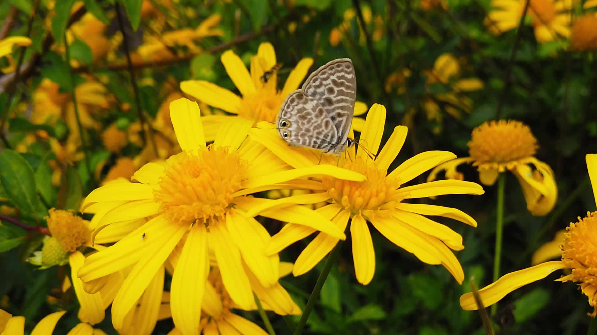朗语短尾尾尾蓝蝴蝶在金灌木菊花19慢动作视频的预览图