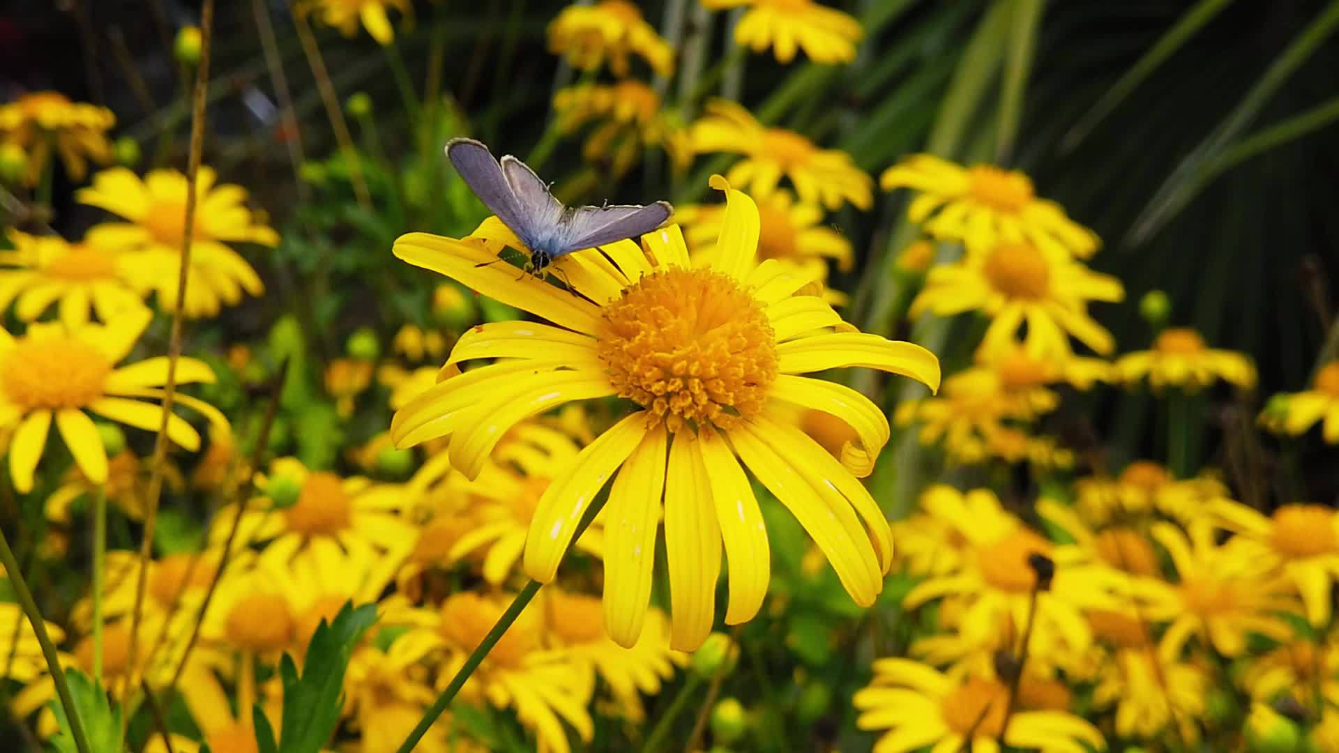 金灌木菊花26慢动作的短尾尾尾蓝蝴蝶视频的预览图
