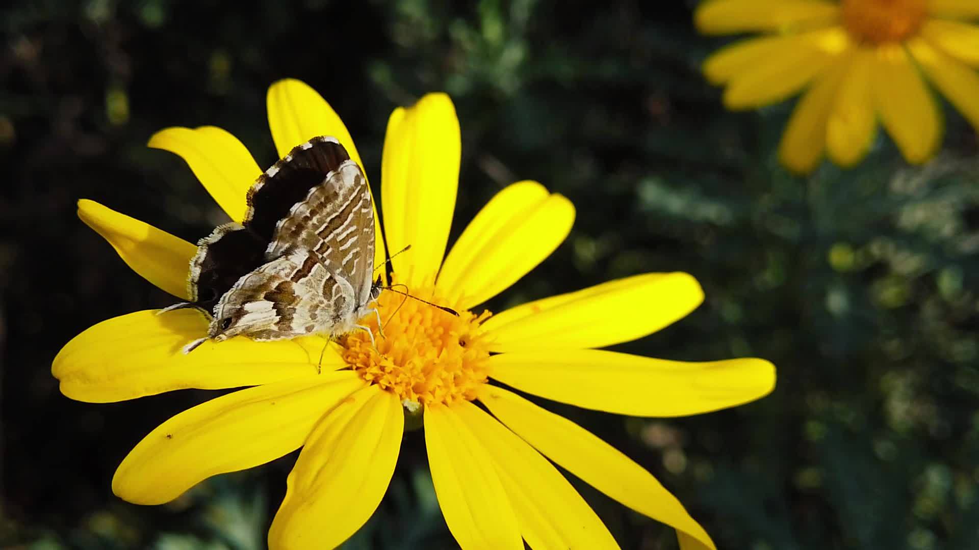短尾蓝蝴蝶08慢动作在金灌木菊花视频的预览图