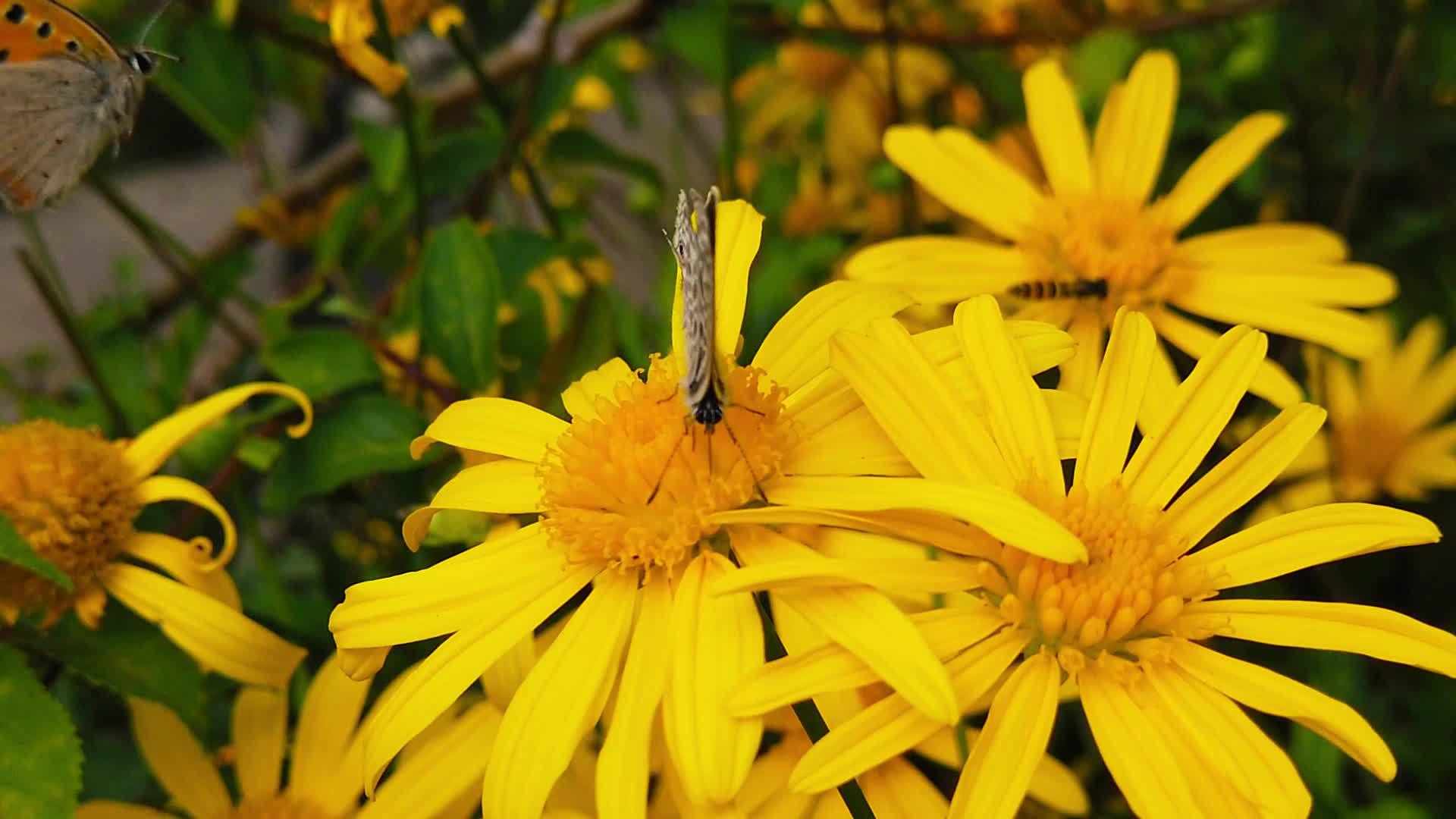 短尾尾蓝蝴蝶在金灌木菊花13慢动作视频的预览图