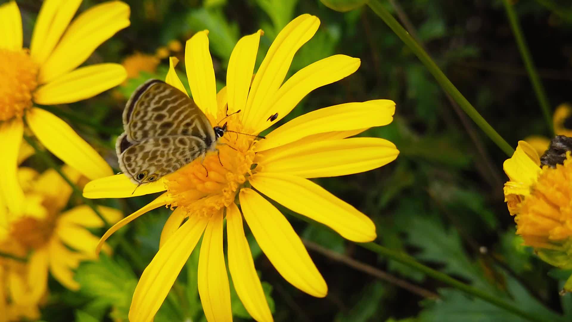 金灌木菊花29慢动作的短尾尾尾蓝蝴蝶视频的预览图