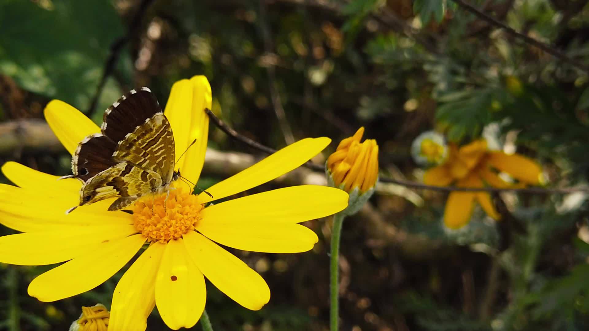 金灌木菊花短尾蓝蝴蝶慢动作视频的预览图