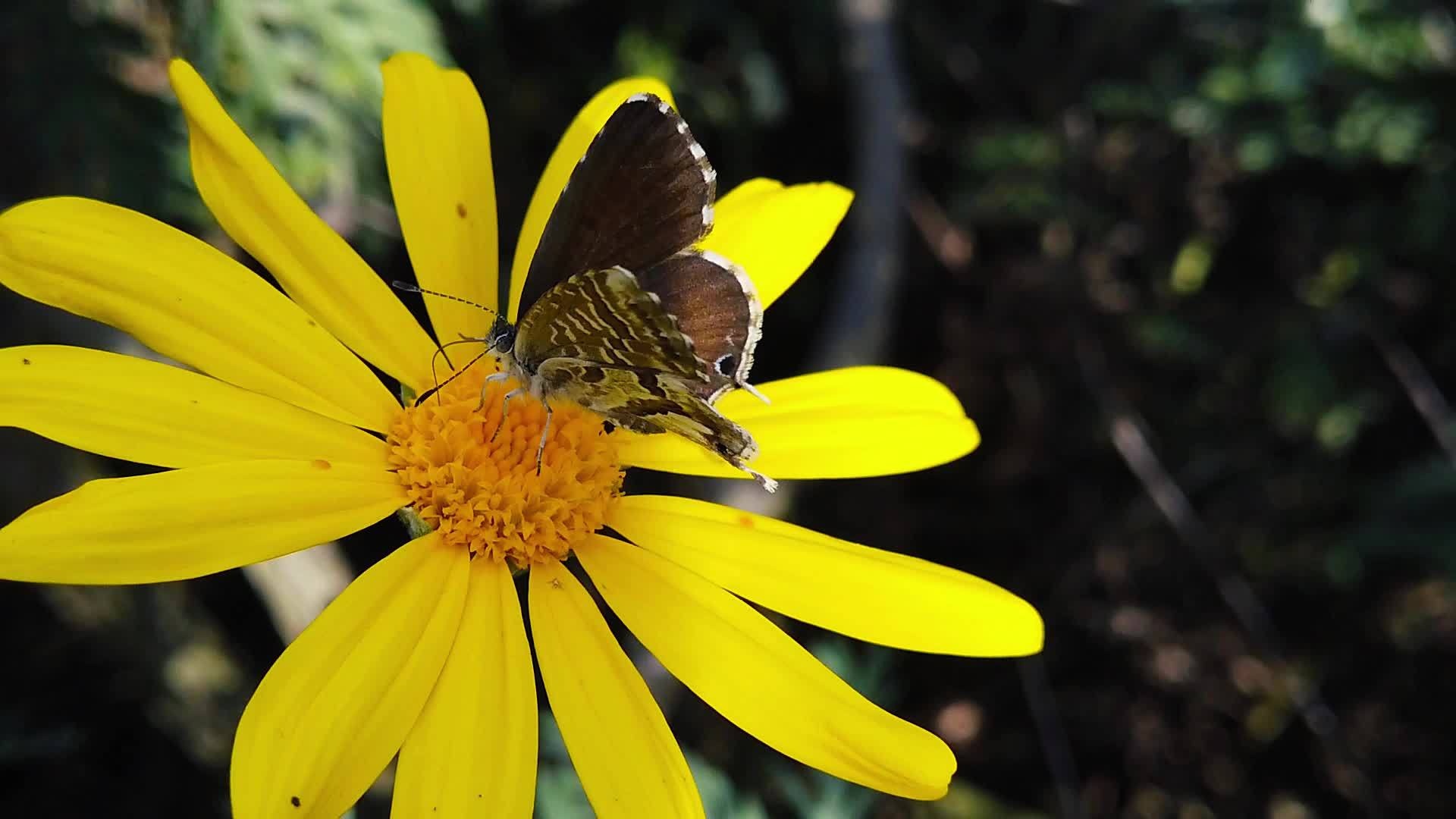 短尾蓝蝴蝶在金灌木的10慢动作中视频的预览图