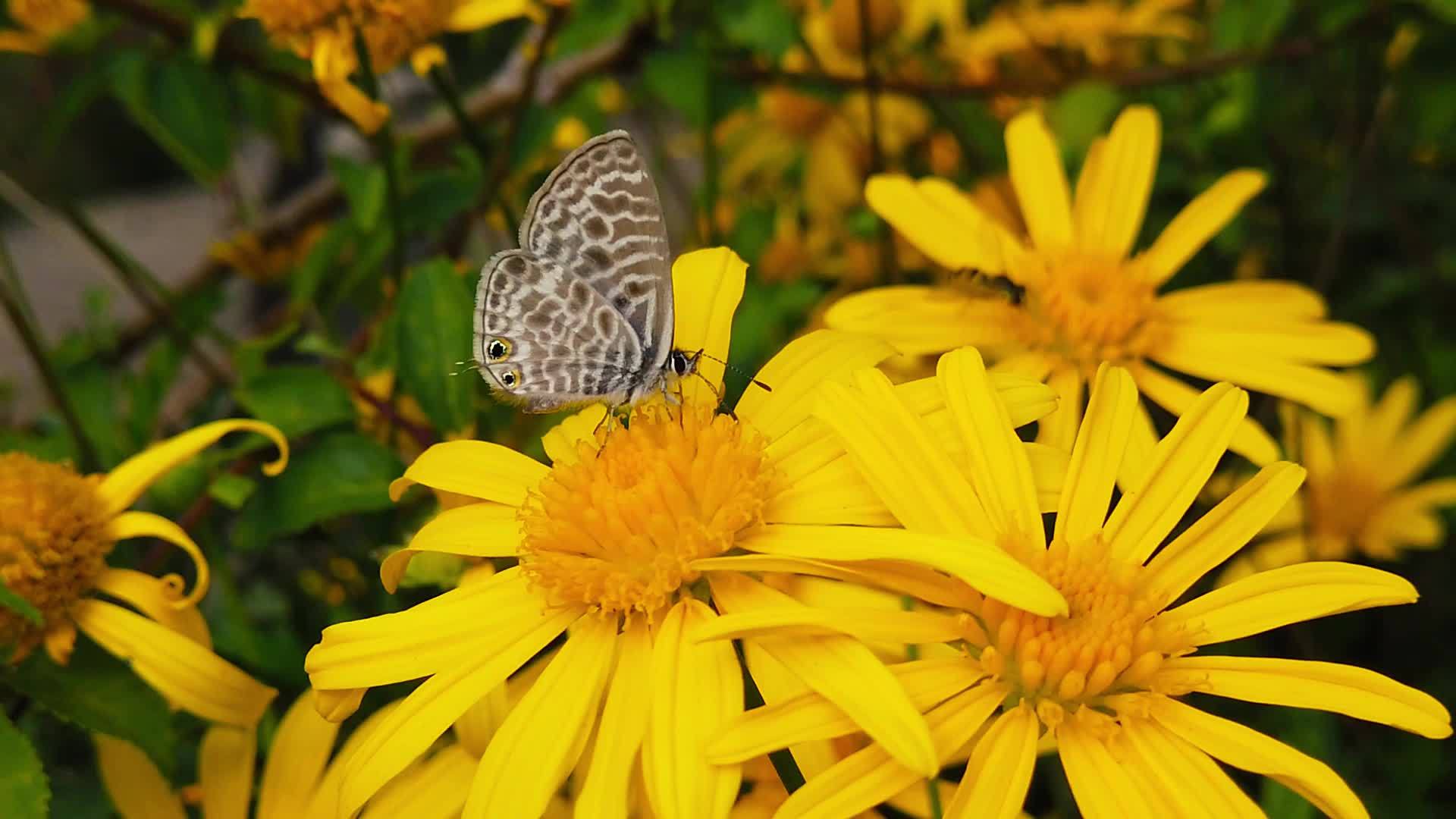 在金灌木12号慢动作的菊花上朗语短尾尾尾蓝蝴蝶视频的预览图