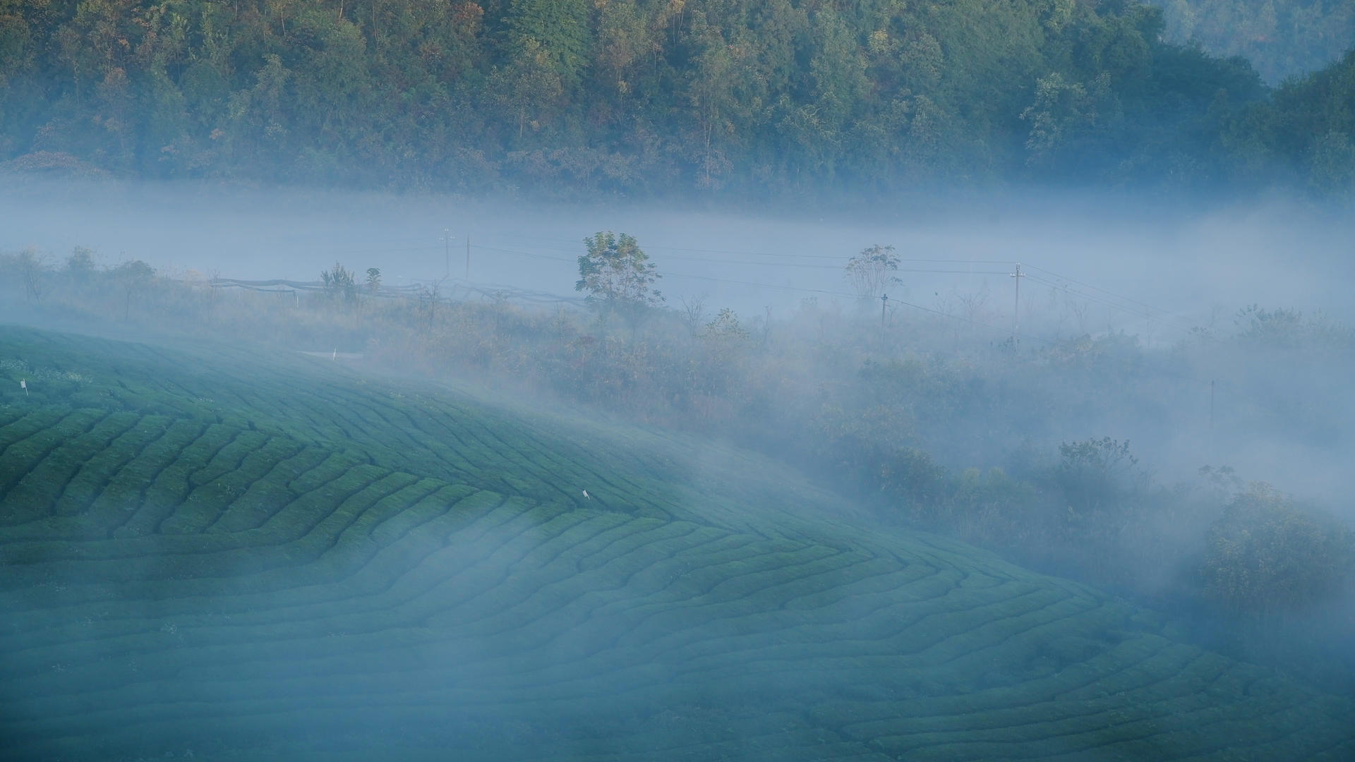 茶山晨雾4K缩时实拍视频视频的预览图