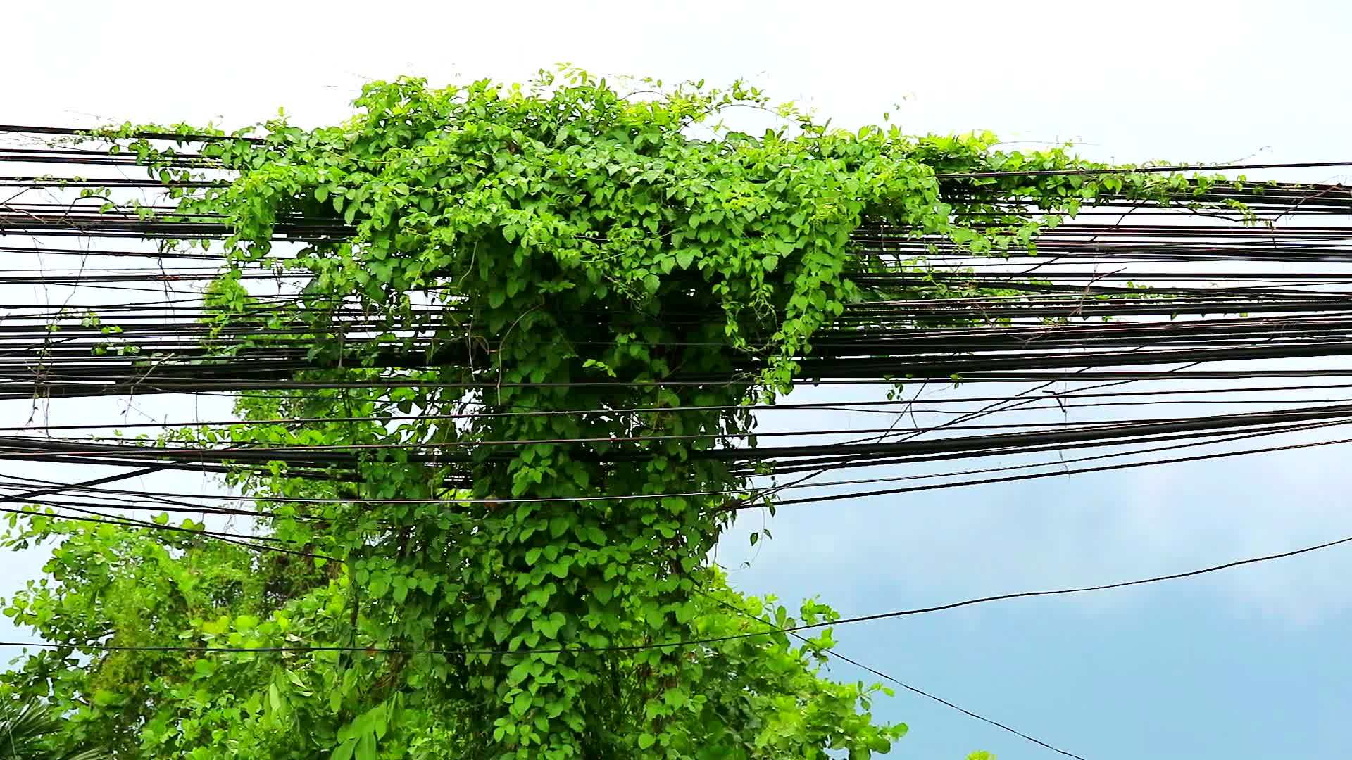 杂草藤生长在电线杆上沿着电线杆爬行是一个环境问题视频的预览图