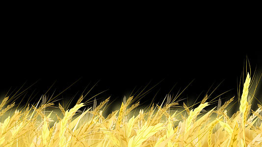 带通道金色麦子视频的预览图