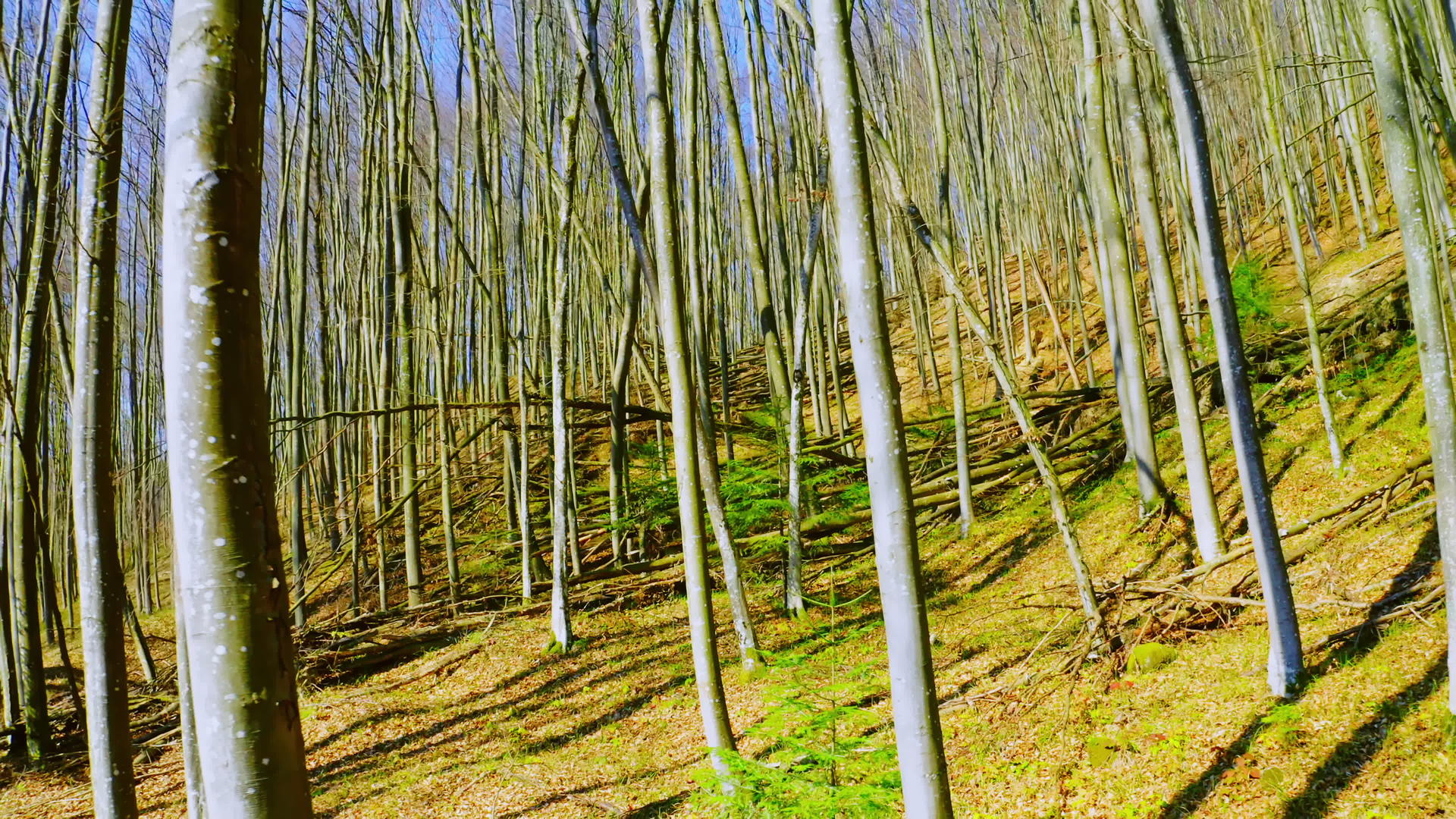 日间木林景观视频的预览图