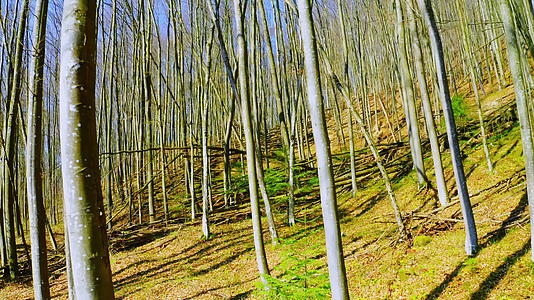 日间木林景观视频的预览图