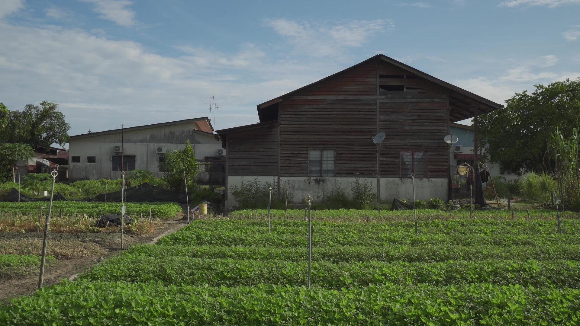 扫视蔬菜农场和旧木屋视频的预览图