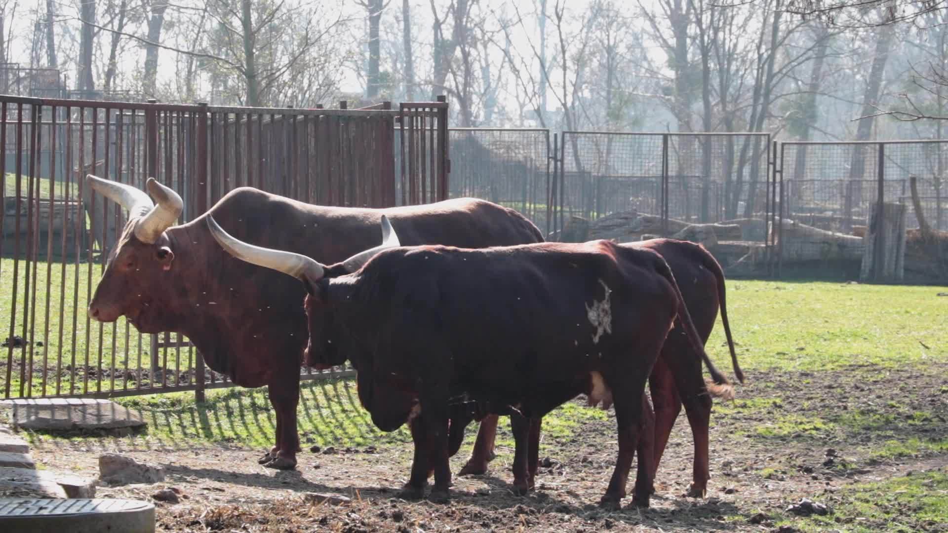 动物园里的一群大奶牛视频的预览图