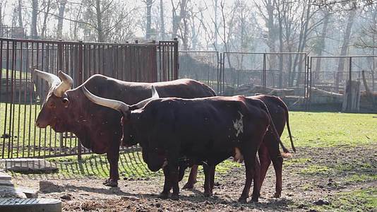 动物园里的一群大奶牛视频的预览图