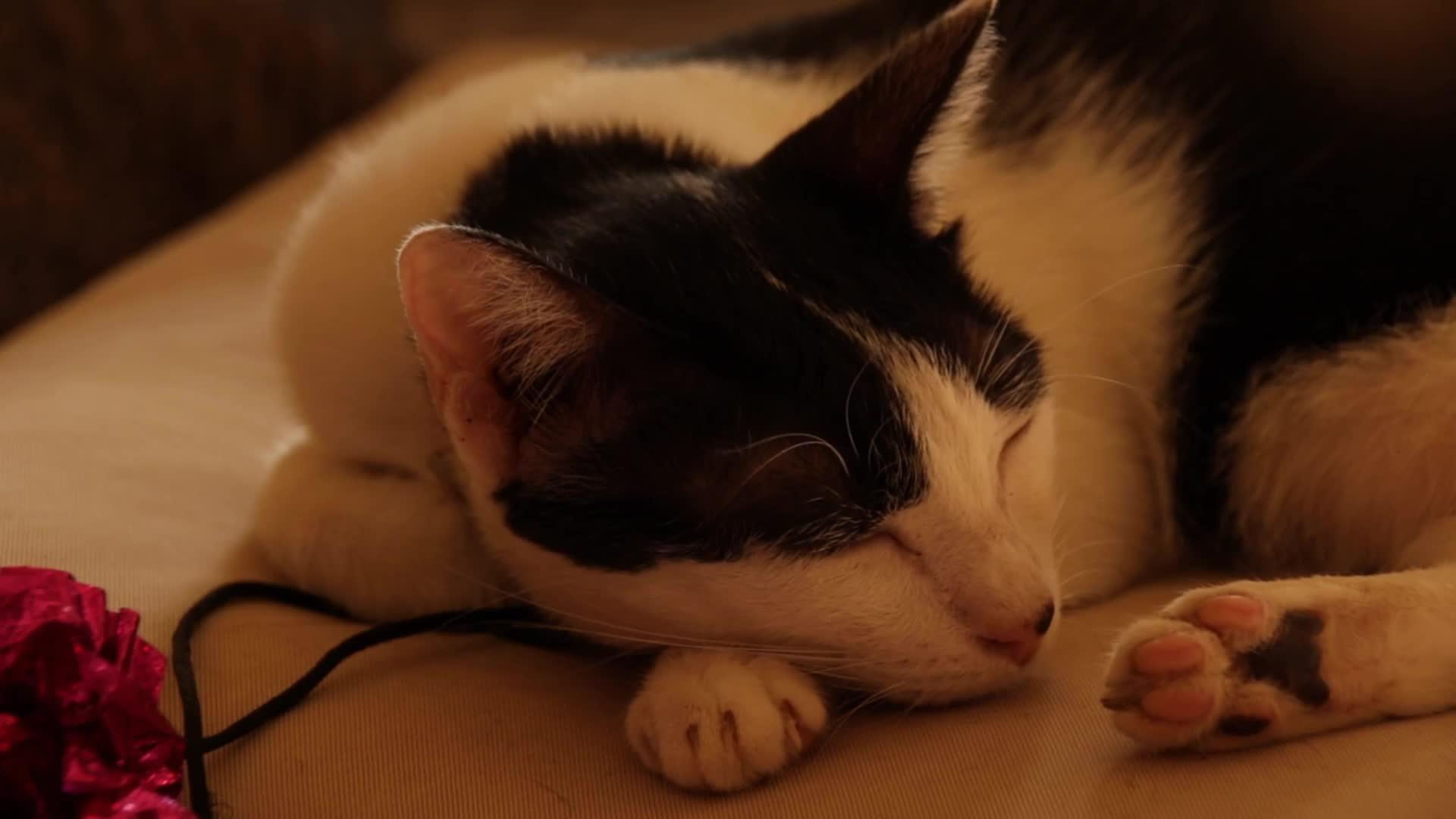 一只睡猫在家里的一套视频视频的预览图