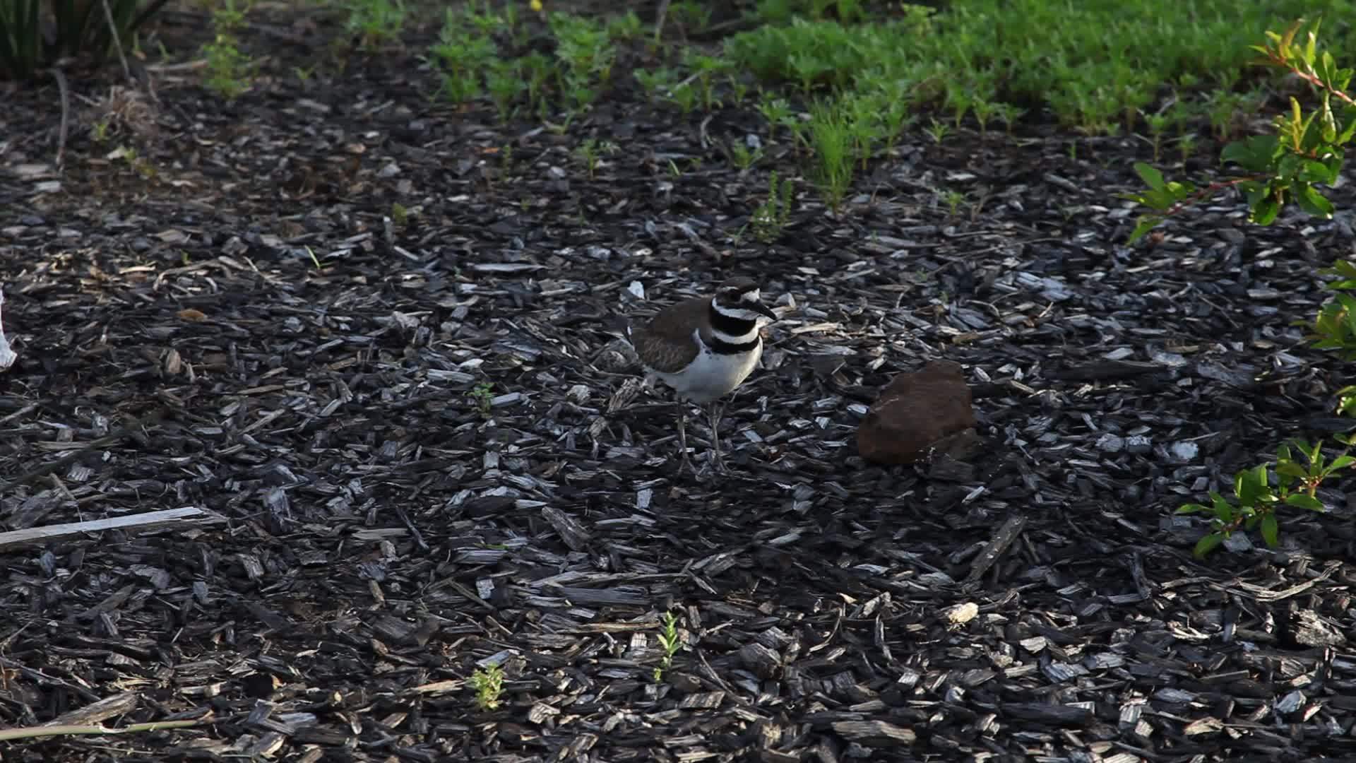 杀鹿charadriusvociferus视频的预览图