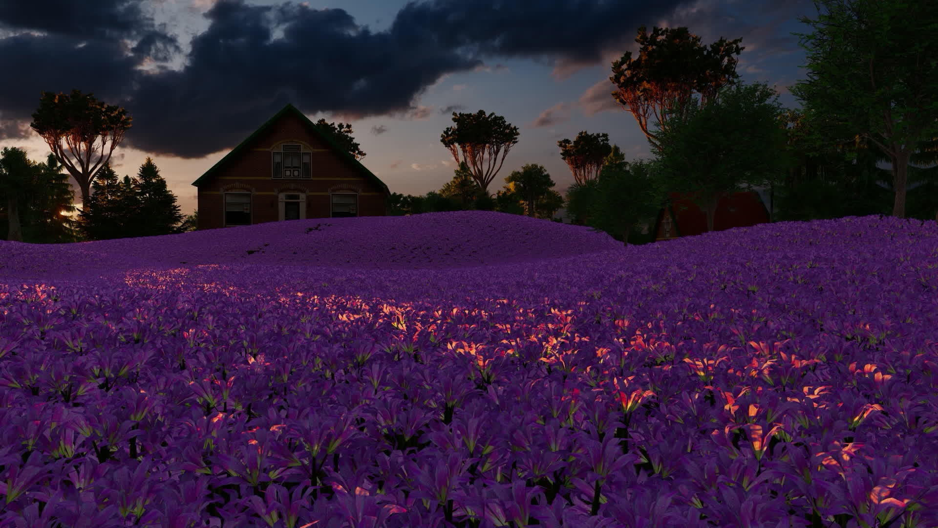 紫色百合花以房屋和树木为背景视频的预览图