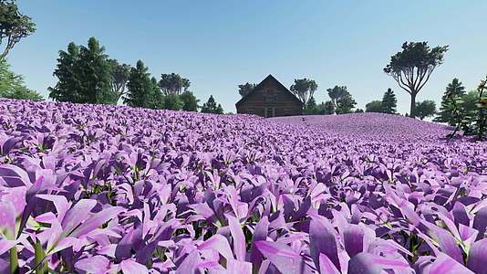 日落时房子和树前有紫色的百合花视频的预览图