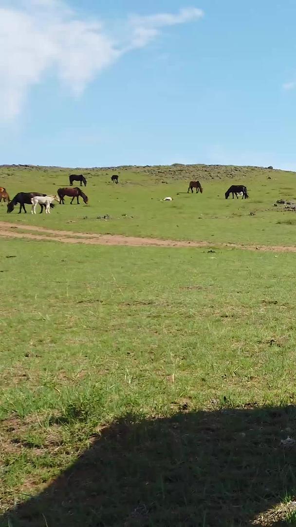 人工饲养畜牧业视频的预览图