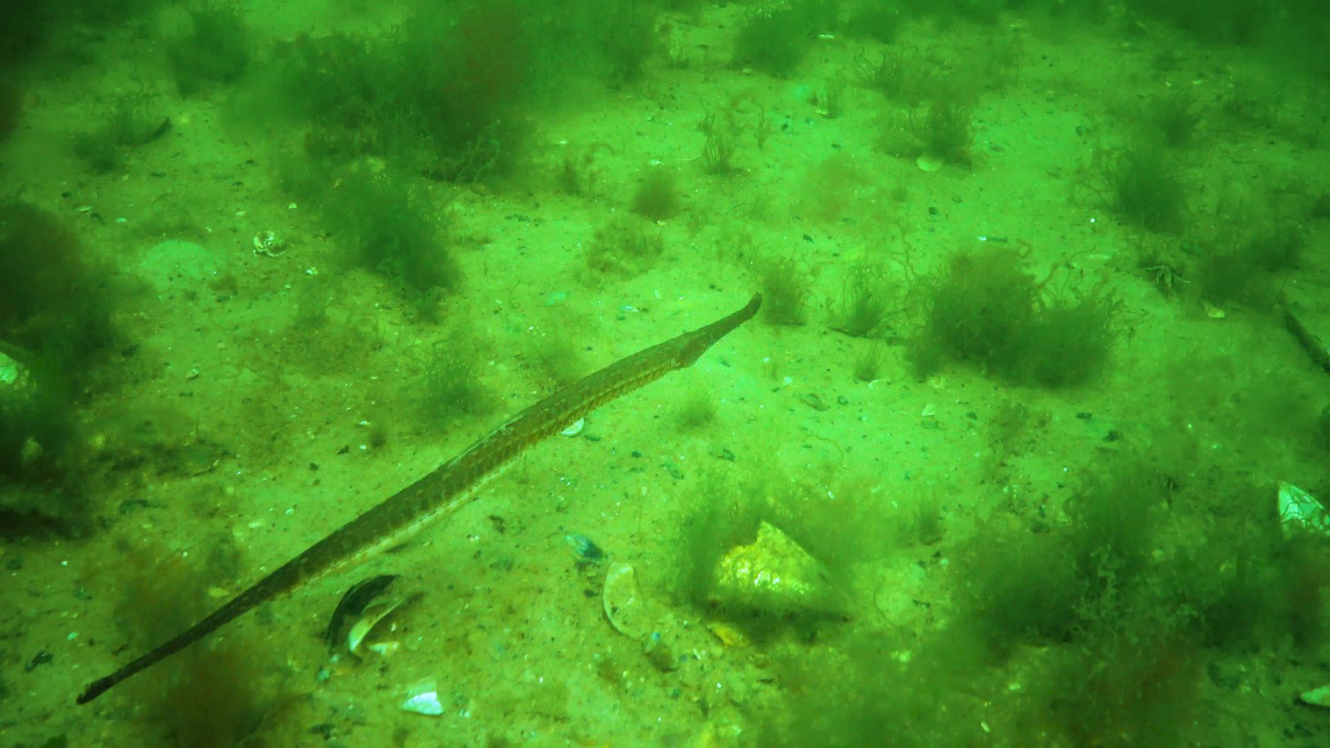 鼻管鱼辛格纳特海豚红黑黑海视频的预览图