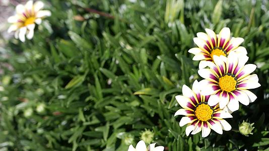 白色和紫色杂色菊花开花天然植物特写背景玛格丽特视频的预览图