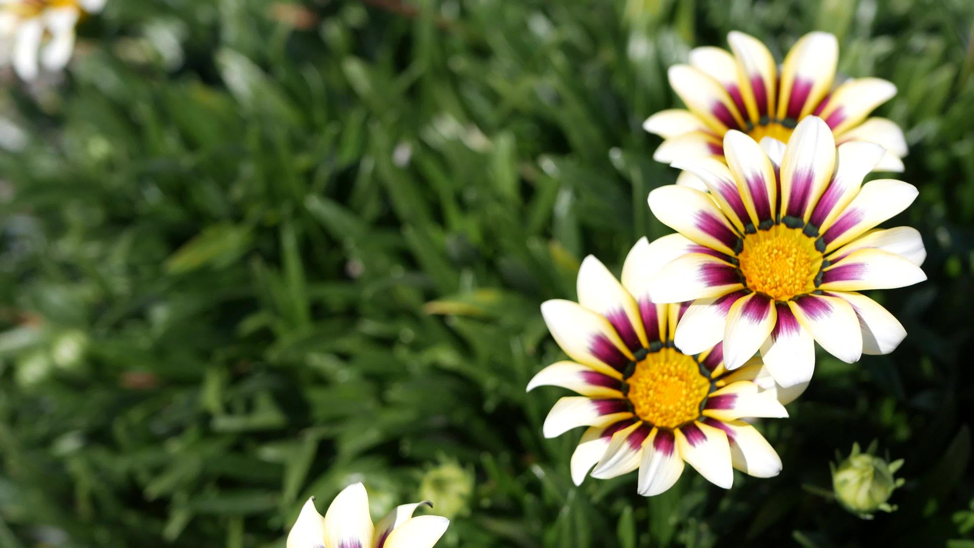 白色和紫色杂色菊花开花天然植物特写背景玛格丽特视频的预览图