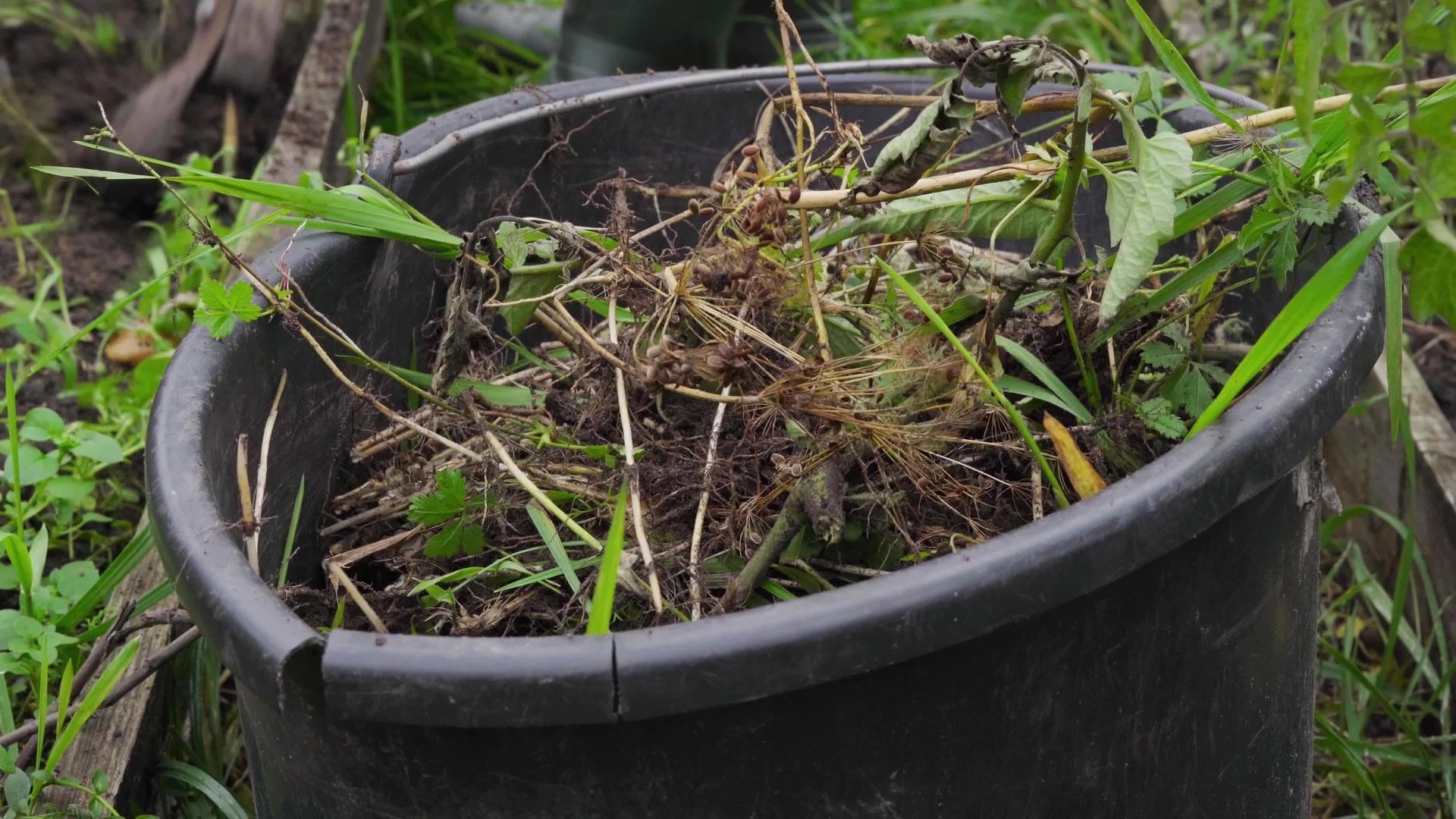把花园里的杂草从花园里流到桶里转化成肥料视频的预览图