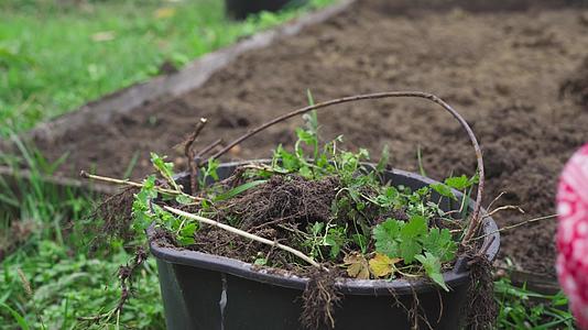 把花园里的杂草从花园里流到桶里转化成肥料视频的预览图