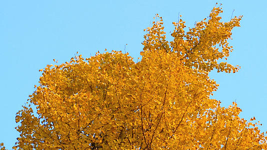 秋天的银杏树mp41080P视频素材