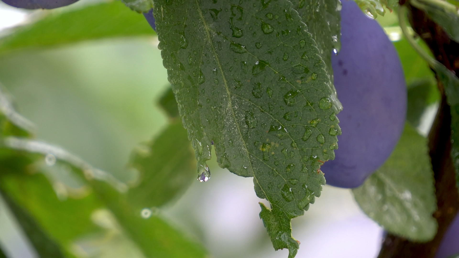 雨后梅树上的雨水滴落视频的预览图