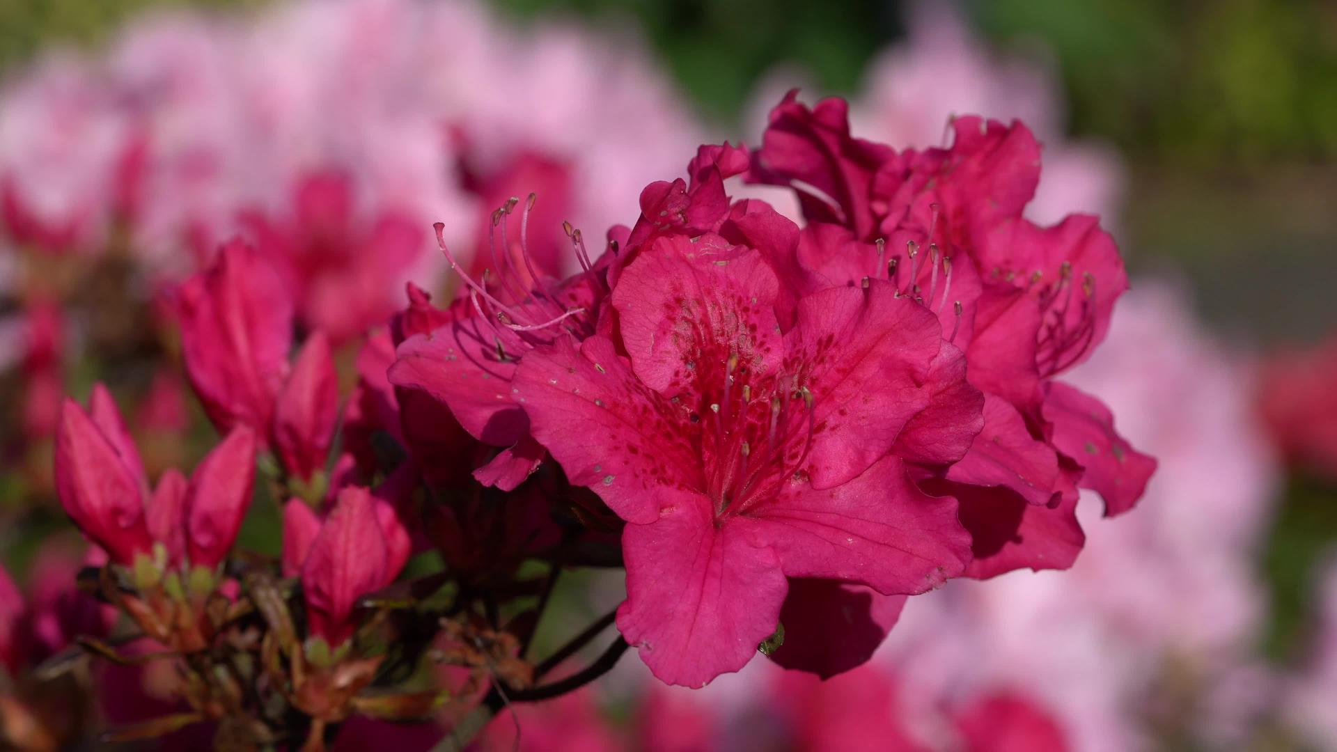 杜鹃花Rhododendronsimsii视频的预览图