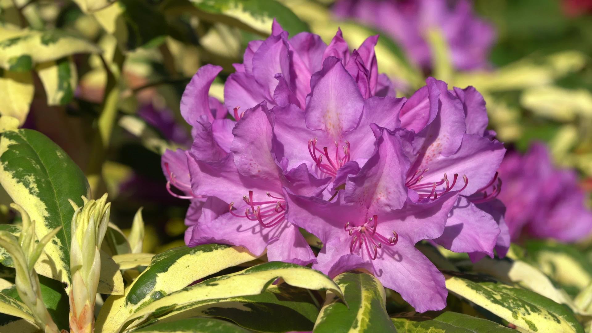 混合卡罗林纳喷泉rhododendron混合剂视频的预览图
