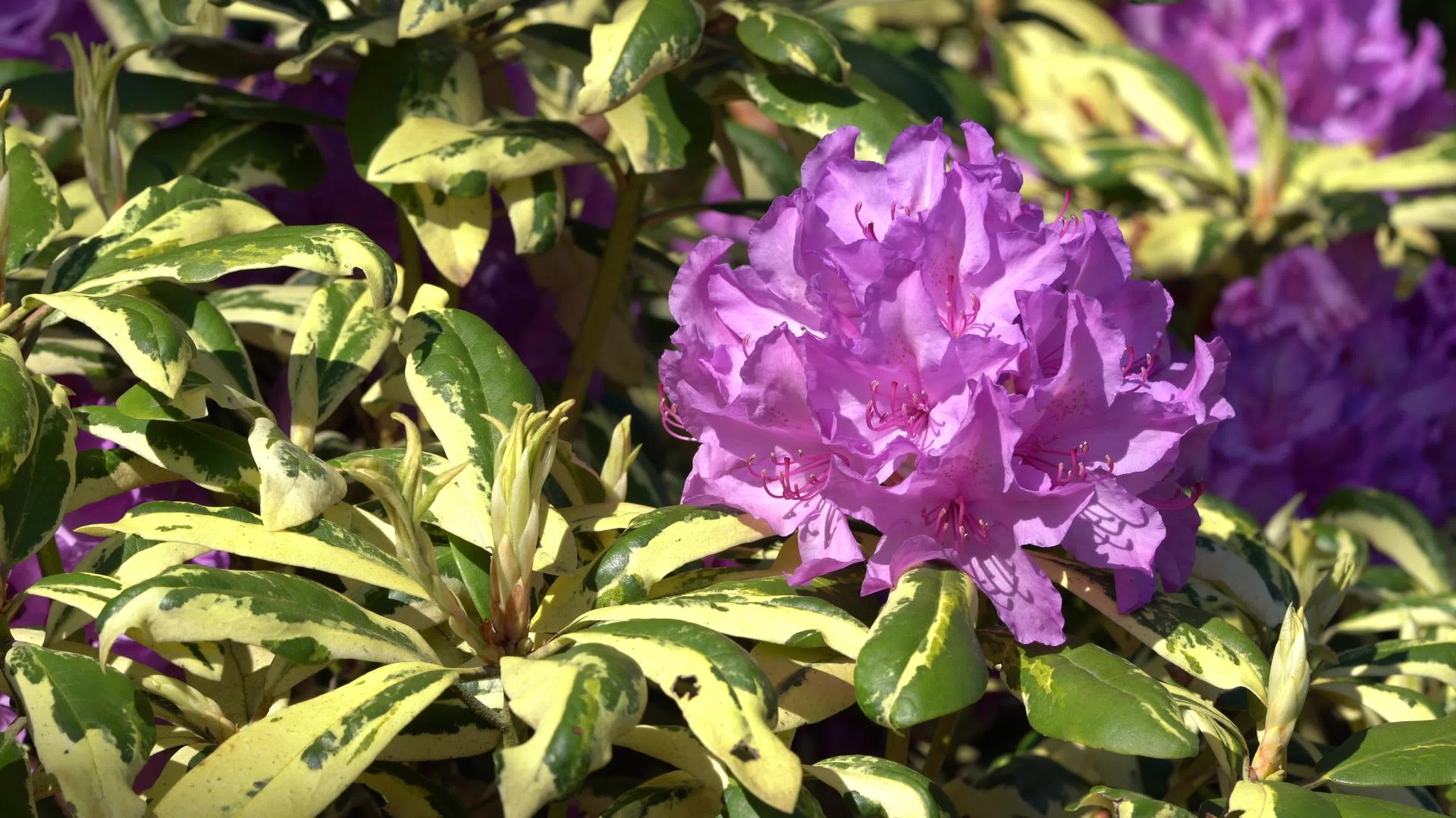 混合卡罗林纳喷泉rhododendron混合剂视频的预览图
