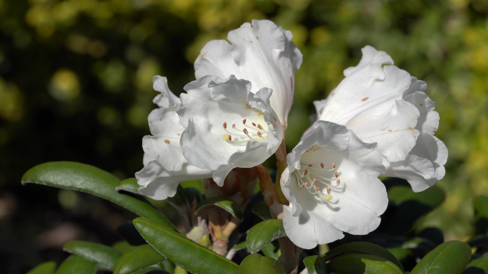 rhododendron杂交视频的预览图
