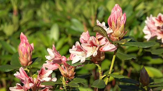 rhododendron琥珀之吻rhododendron视频的预览图