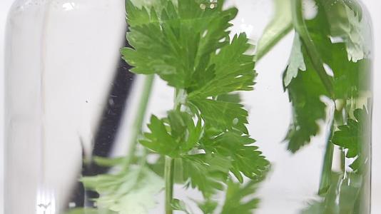 水玻璃中新鲜有机芹菜枝叶旋转的慢动作微距拍摄视频的预览图