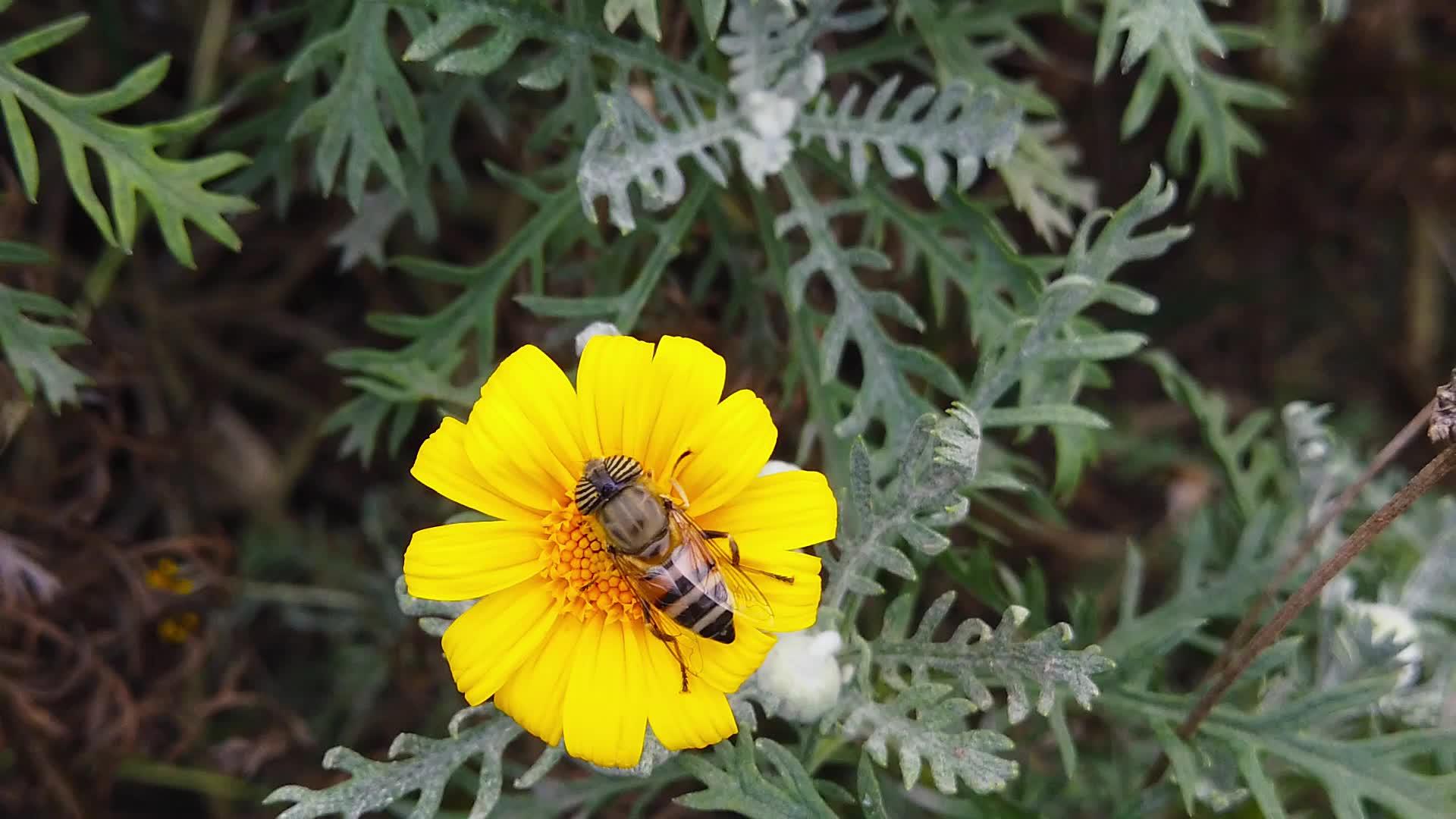 白眼花在金灌木菊花2号上慢慢飞翔视频的预览图