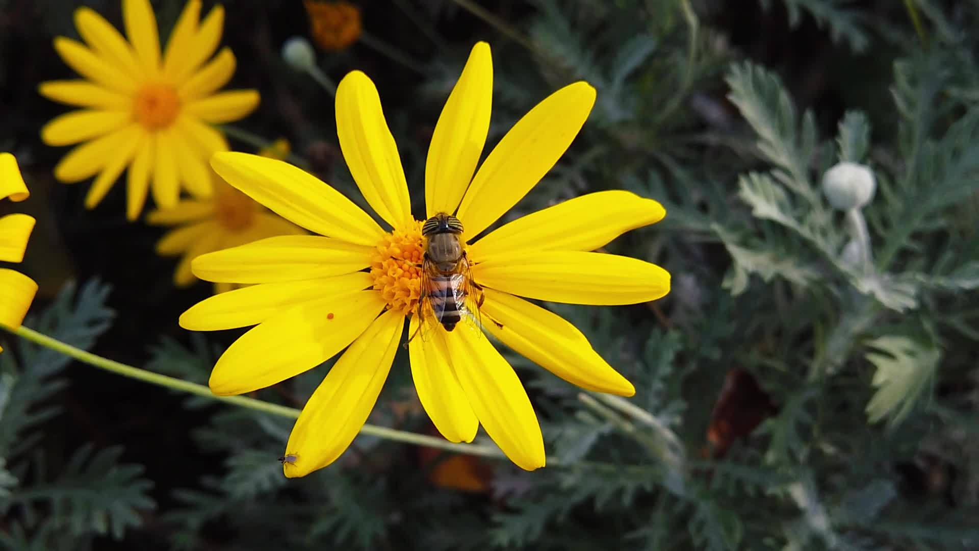 花在19号金灌木菊花上慢慢飞翔视频的预览图