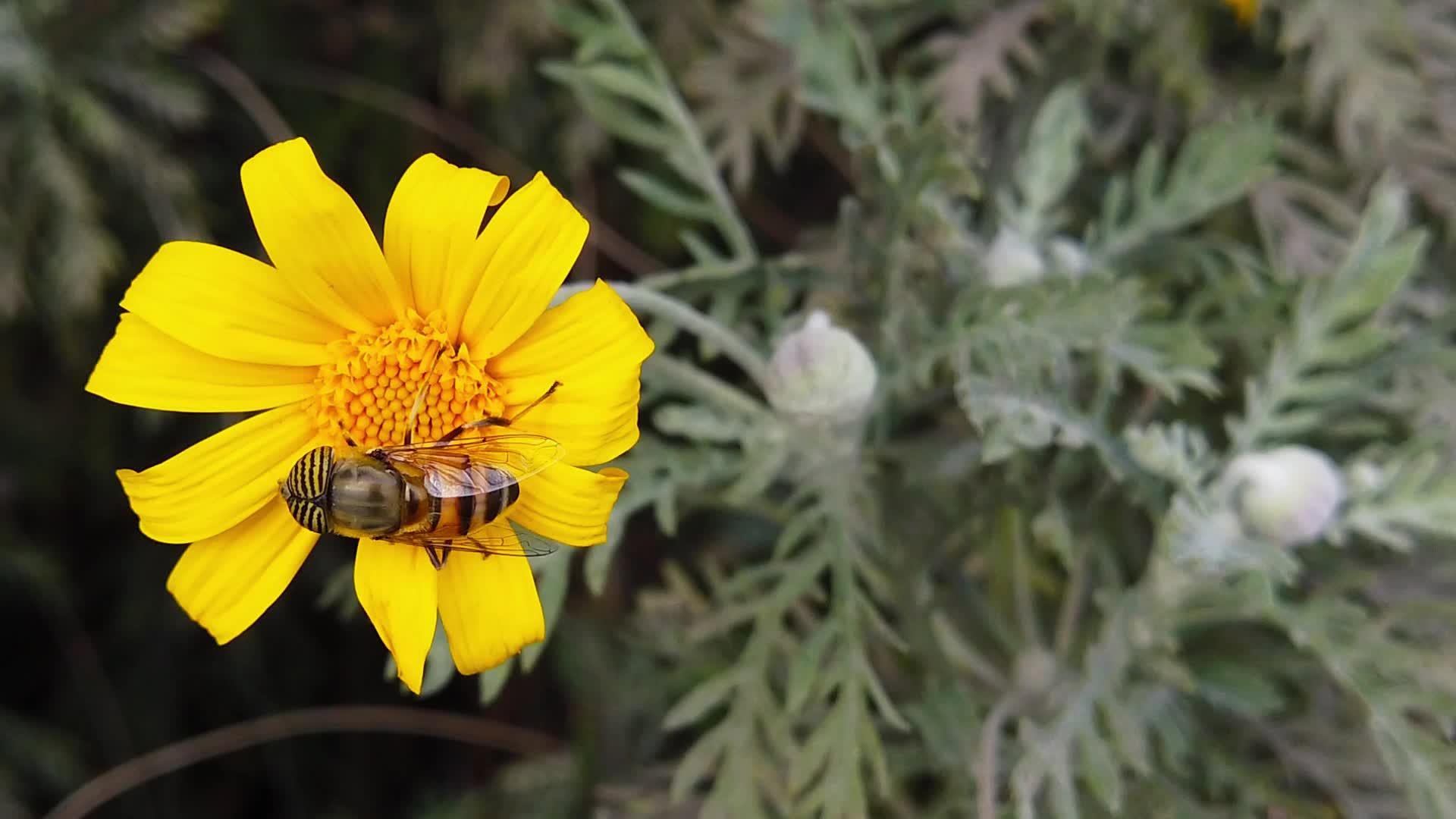 12号金灌木菊花上的白眼花苍蝇慢慢移动视频的预览图