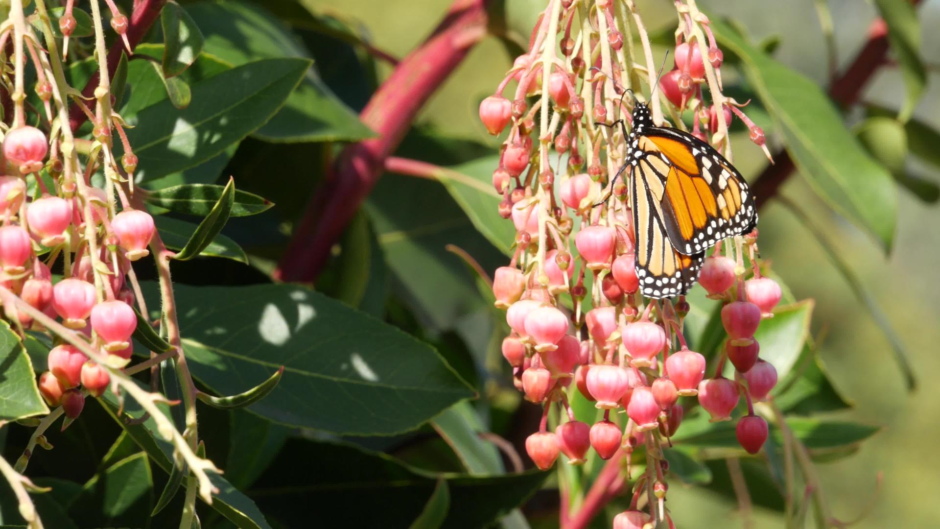 帝王蝶在加利福尼亚州为杨梅授粉粉红色madrone视频的预览图