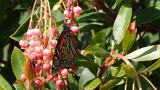 帝王蝶在加利福尼亚州为杨梅授粉粉红色madrone视频的预览图