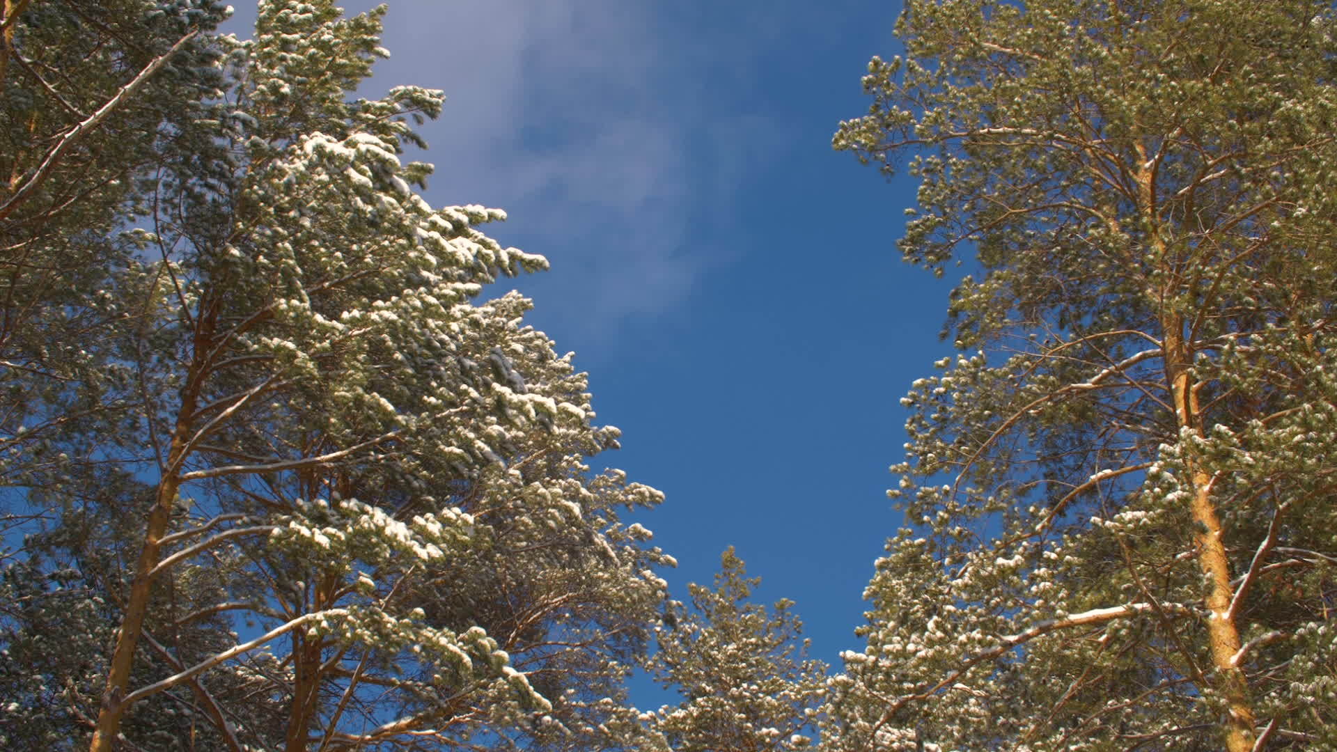雪树和蓝天还有一些云彩视频的预览图