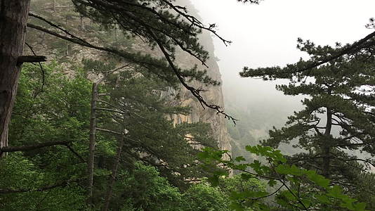 雾山景观上的松树山上的绿色针叶树在雾霾高地的雾霾中视频的预览图