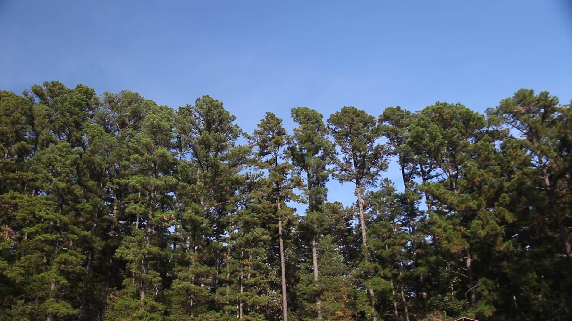 阿尔肯萨斯松树线视频的预览图