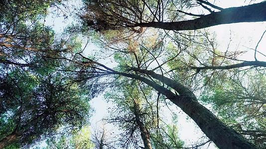 在森林的松树顶下行走视频的预览图
